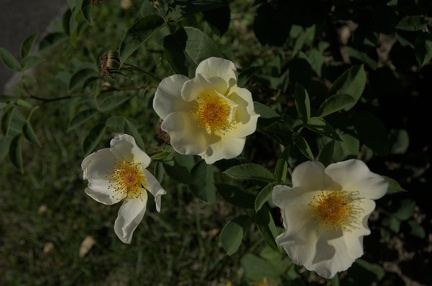 DSC 2439