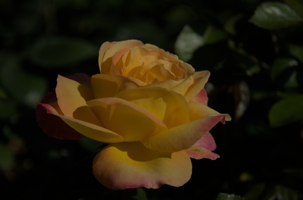 DSC 2479