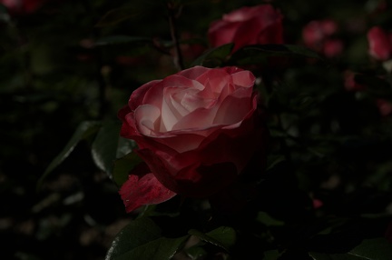 DSC 2509
