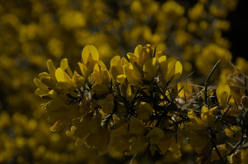 DSC_2079.jpg